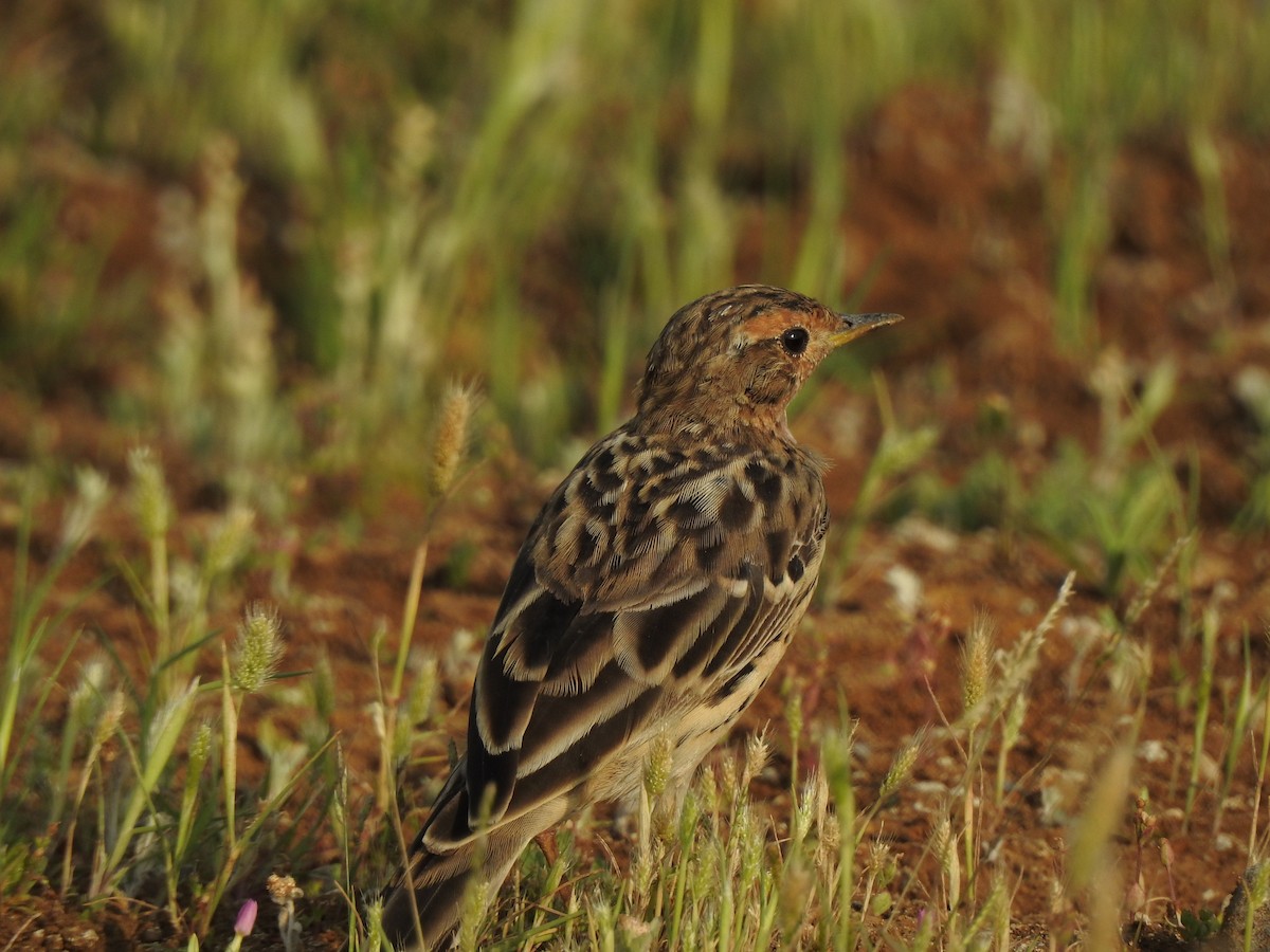 Red-throated Pipit - ML616149502
