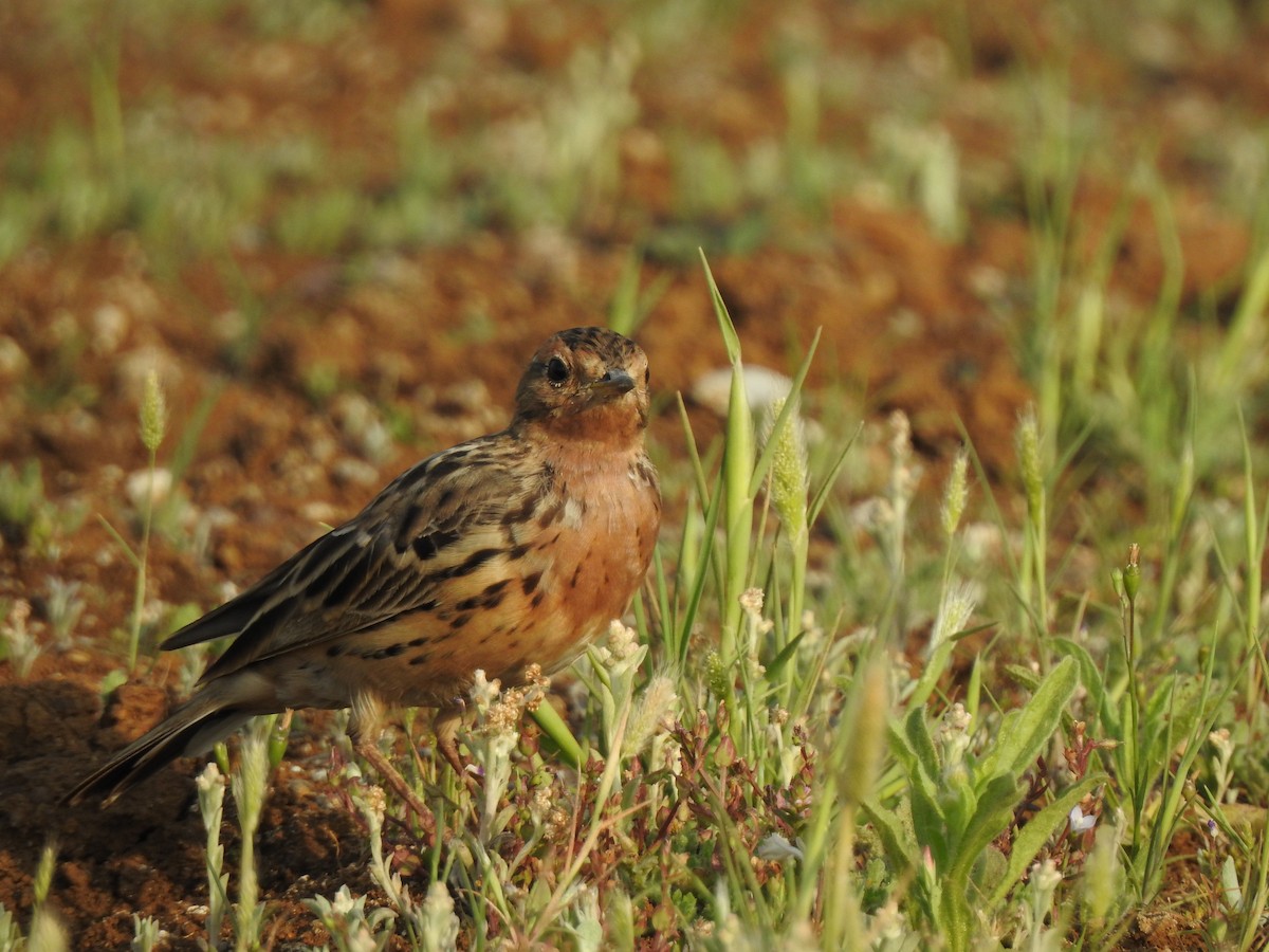 Red-throated Pipit - ML616149503