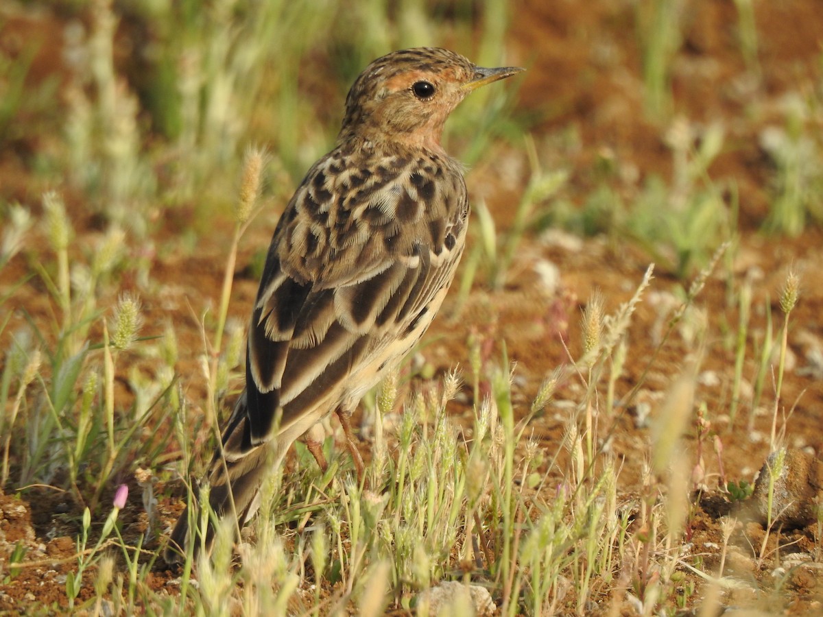 Red-throated Pipit - ML616149504