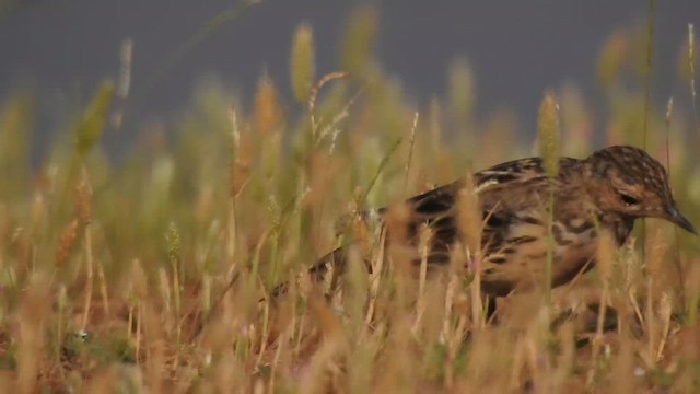 Red-throated Pipit - ML616149505