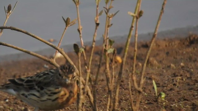 Red-throated Pipit - ML616149507