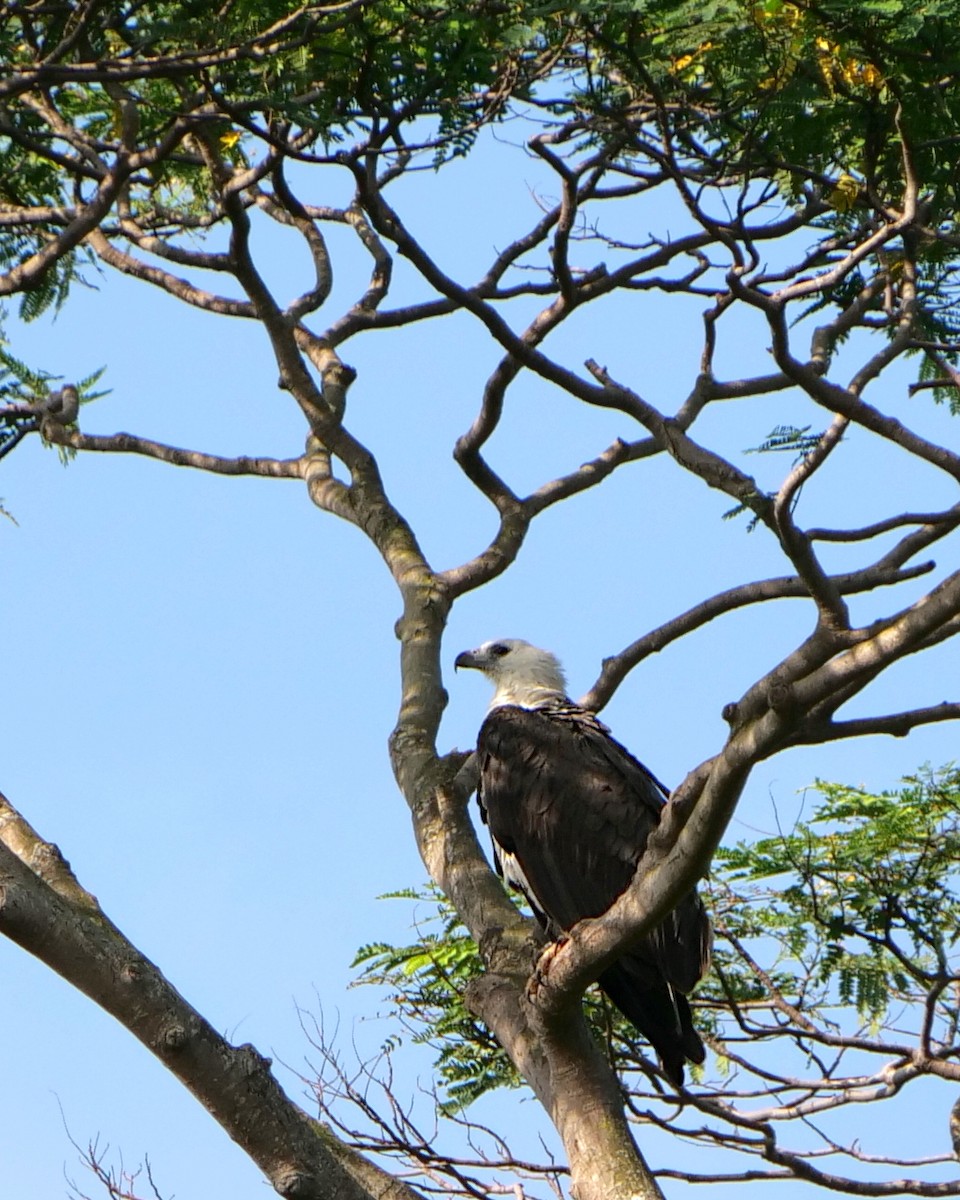 White-bellied Sea-Eagle - ML616149514