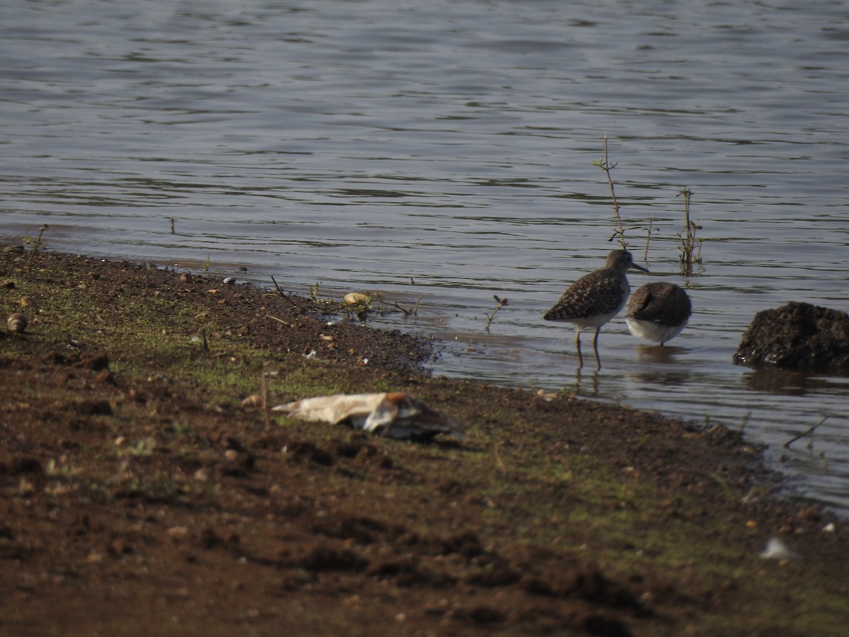 Marsh Sandpiper - ML616149519