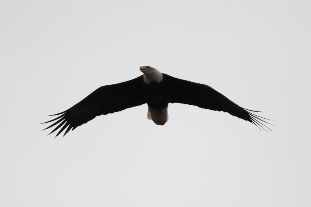 Bald Eagle - ML616149521