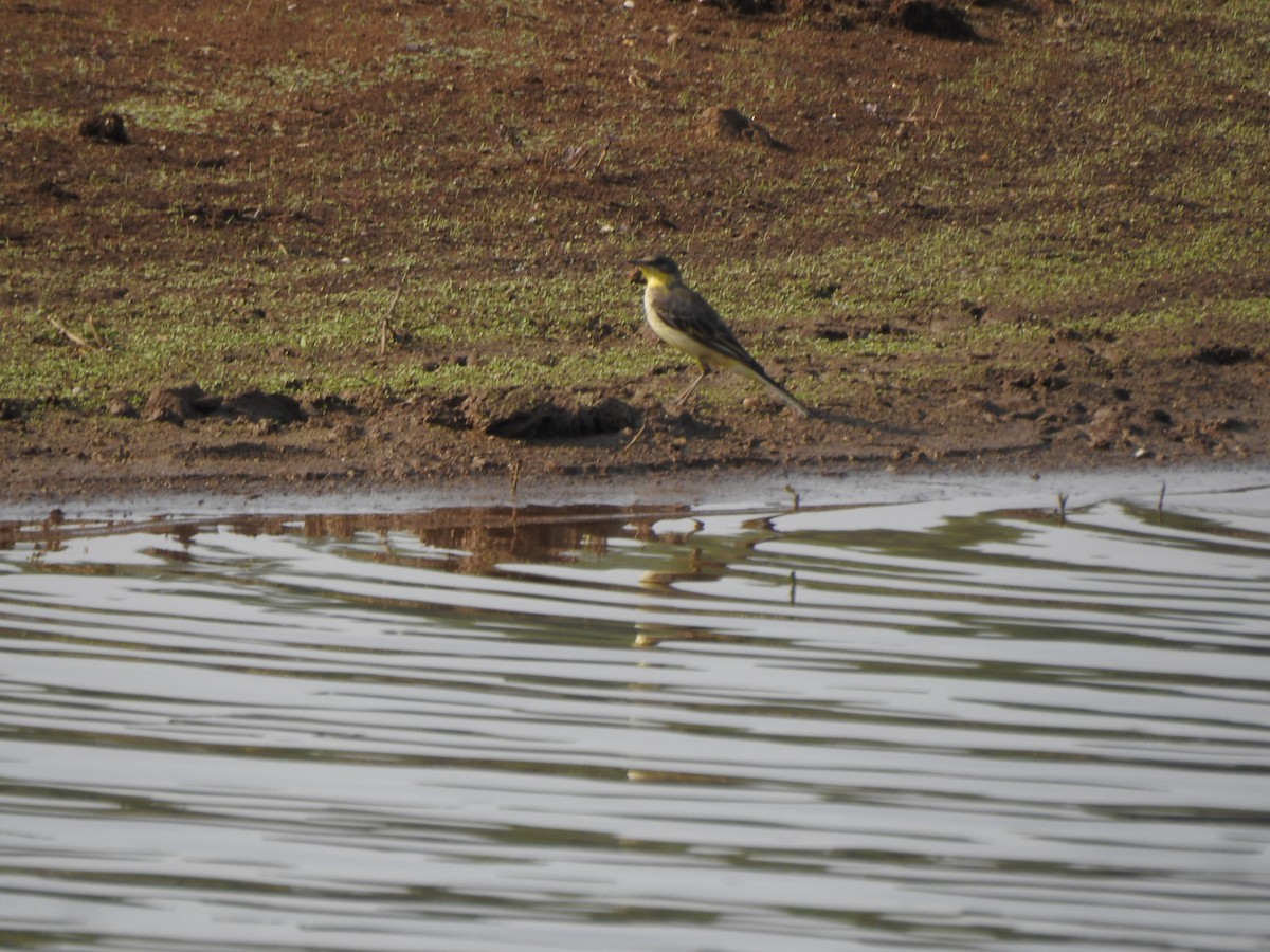 Western Yellow Wagtail - ML616149540