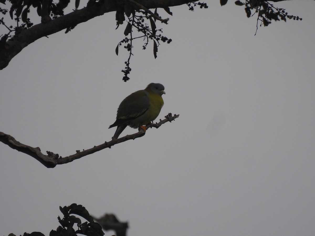Yellow-footed Green-Pigeon - ML616149550