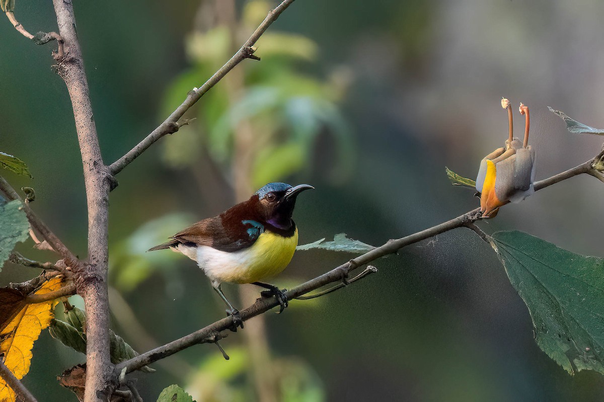 Purple-rumped Sunbird - ML616149583