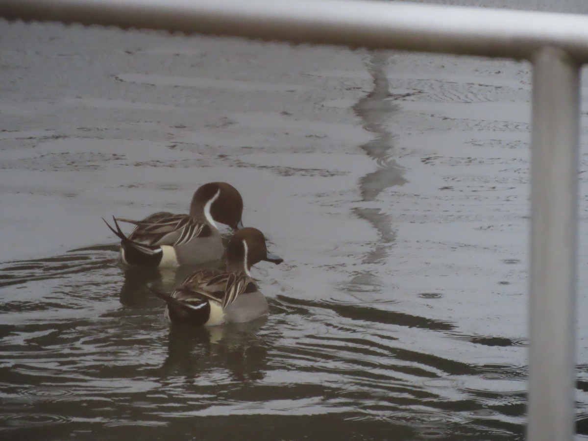 Northern Pintail - ML616149682