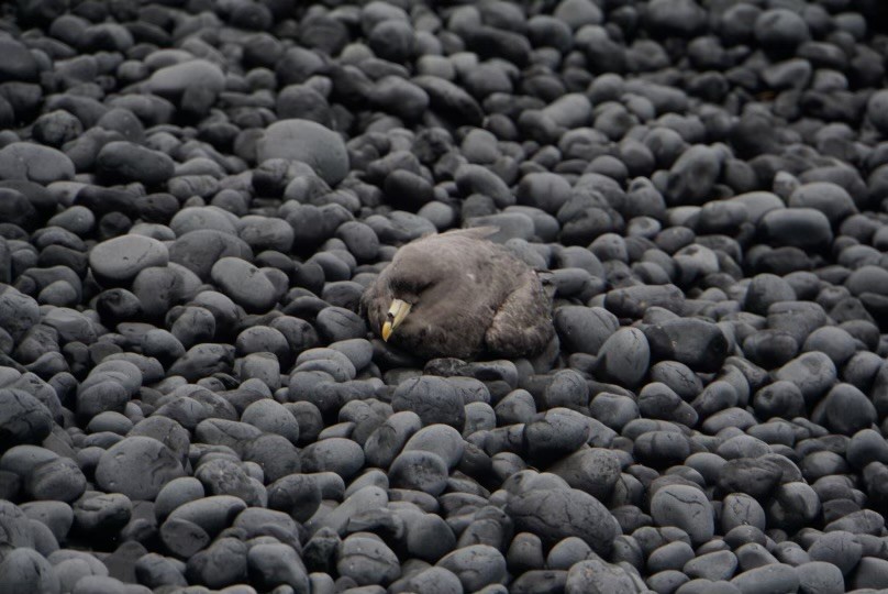 Northern Fulmar - Scott Thomasma