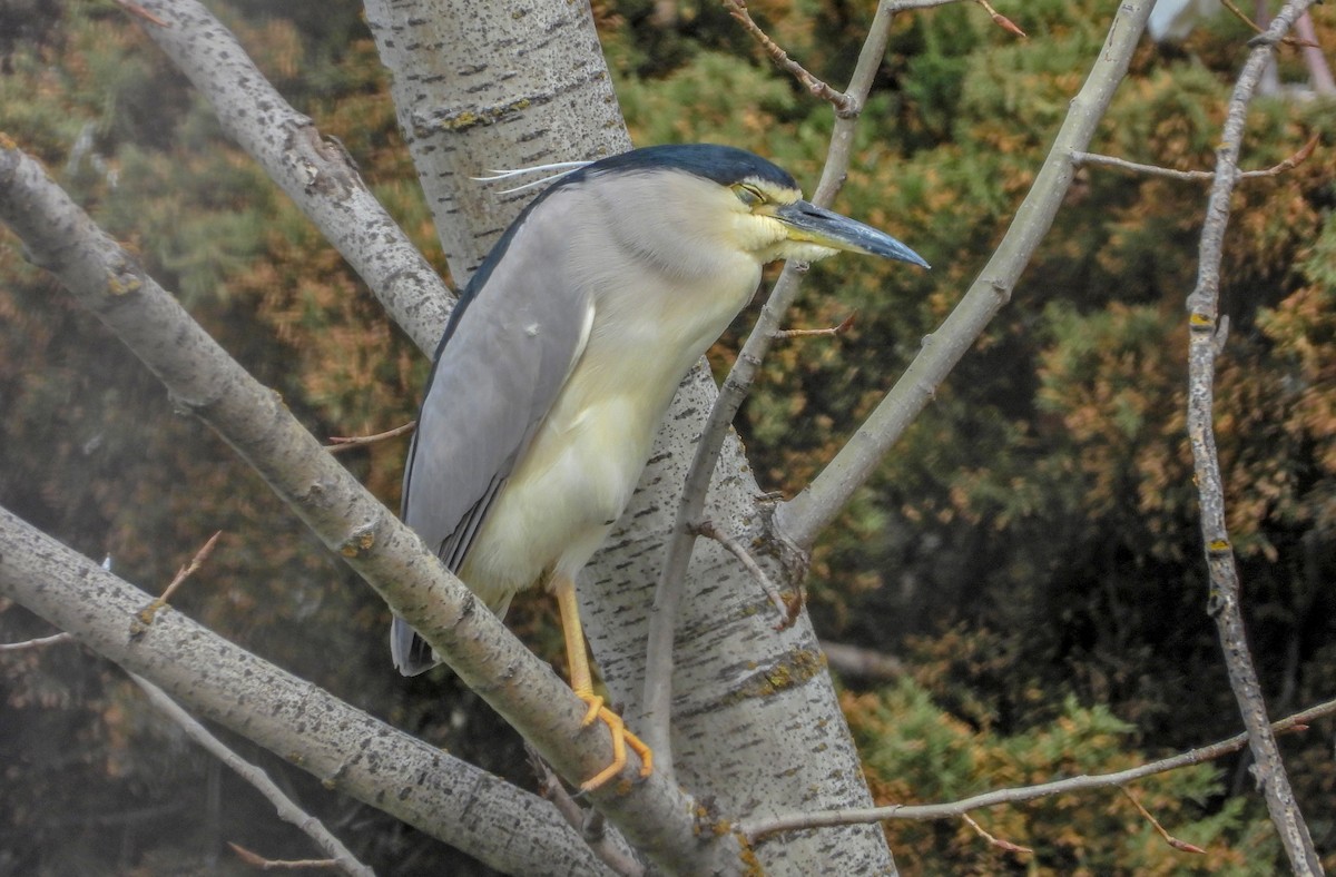 Black-crowned Night Heron - ML616149714