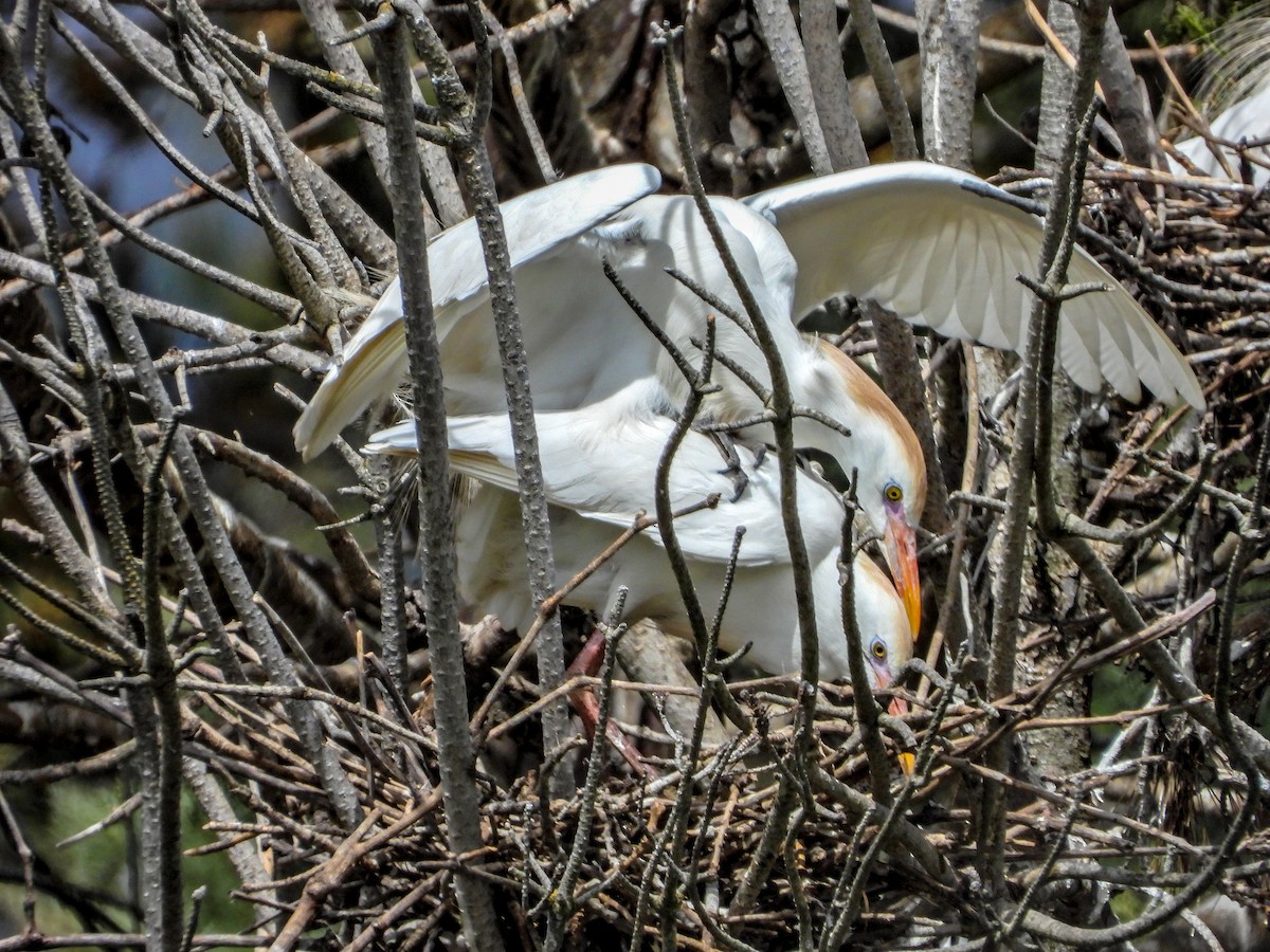 Western Cattle Egret - ML616149718