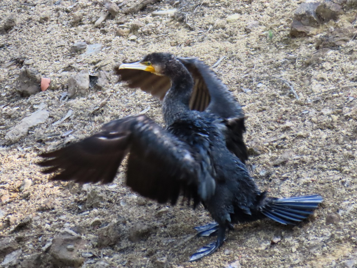 Great Cormorant - ML616149756