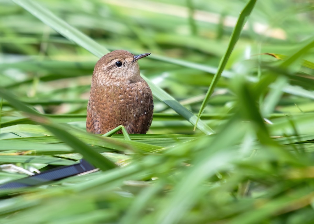 Winter Wren - ML616149777