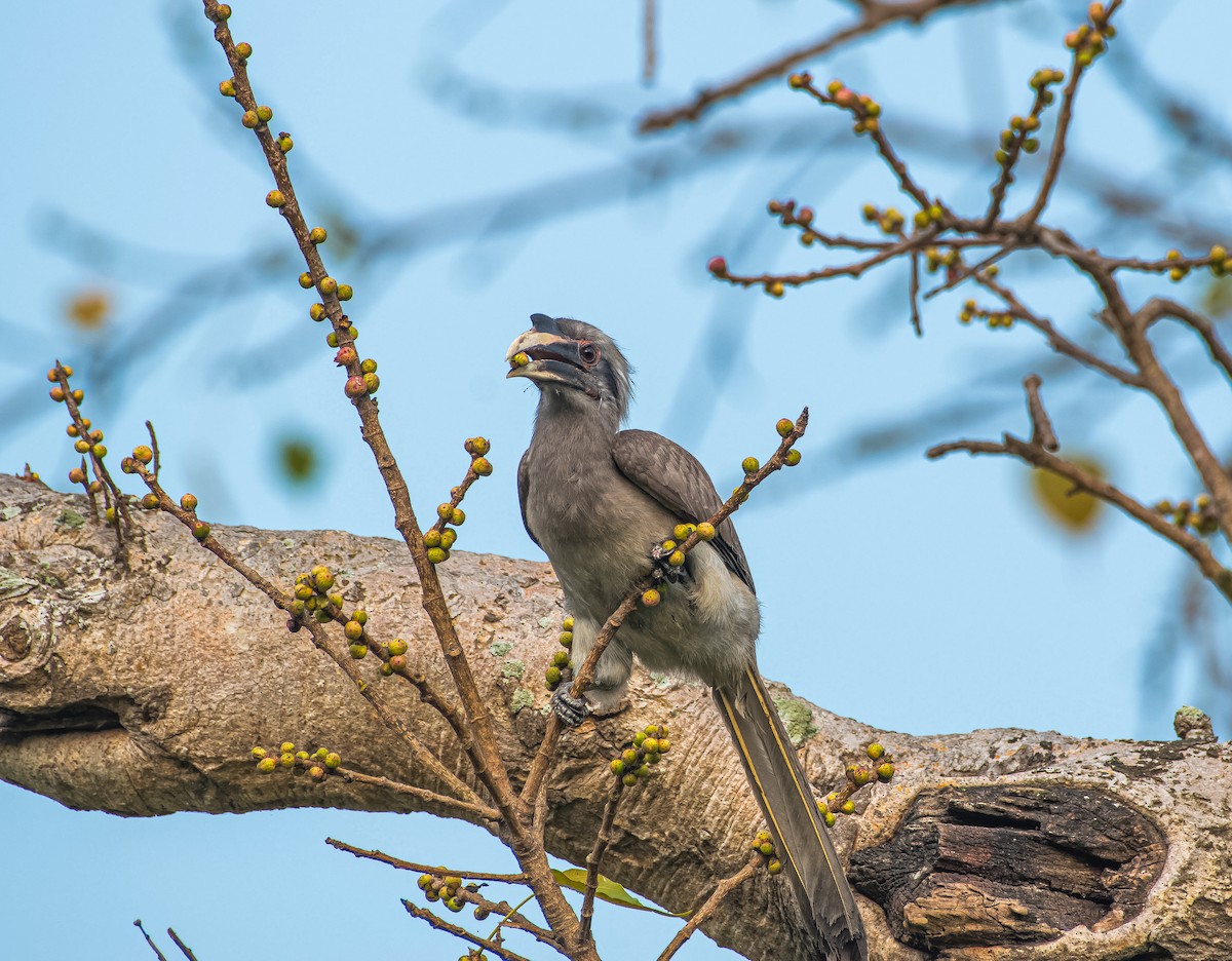 Indian Gray Hornbill - ML616149778