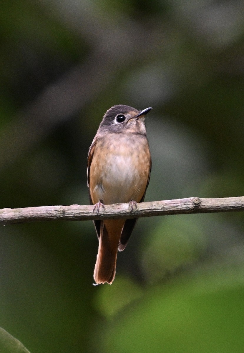 Ferruginous Flycatcher - Lor. Jerun Kid