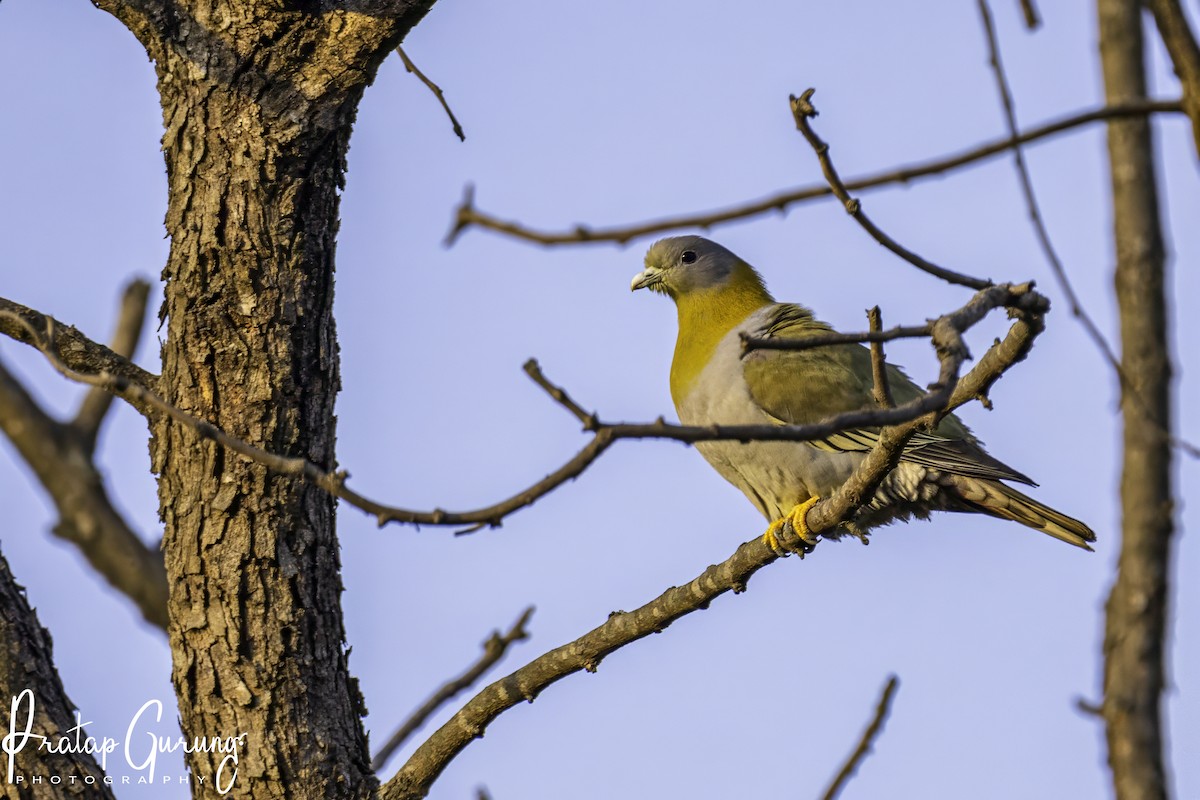 Yellow-footed Green-Pigeon - ML616149789
