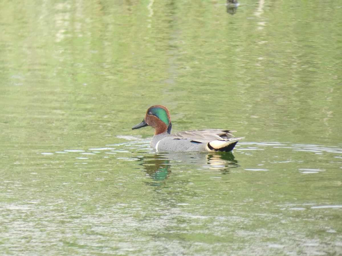 Green-winged Teal - ML616149847