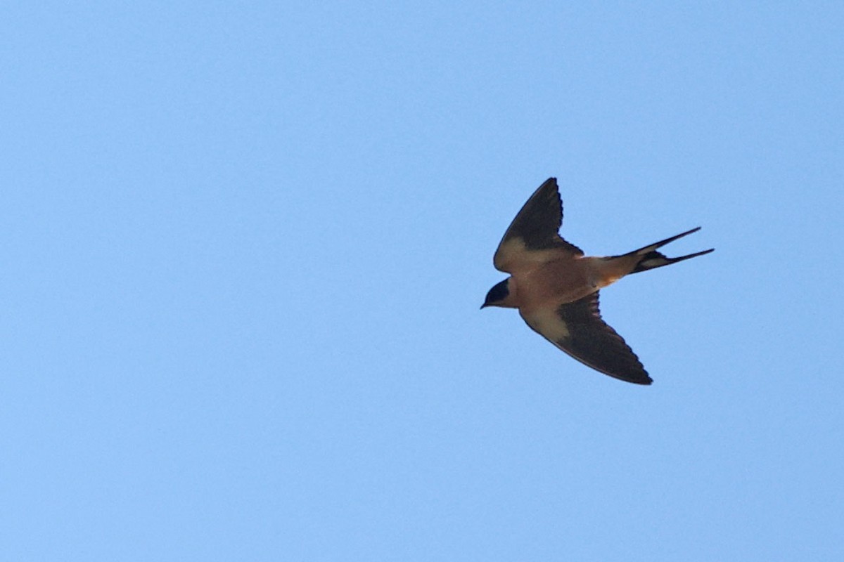 Rufous-chested Swallow - Trevor Hardaker