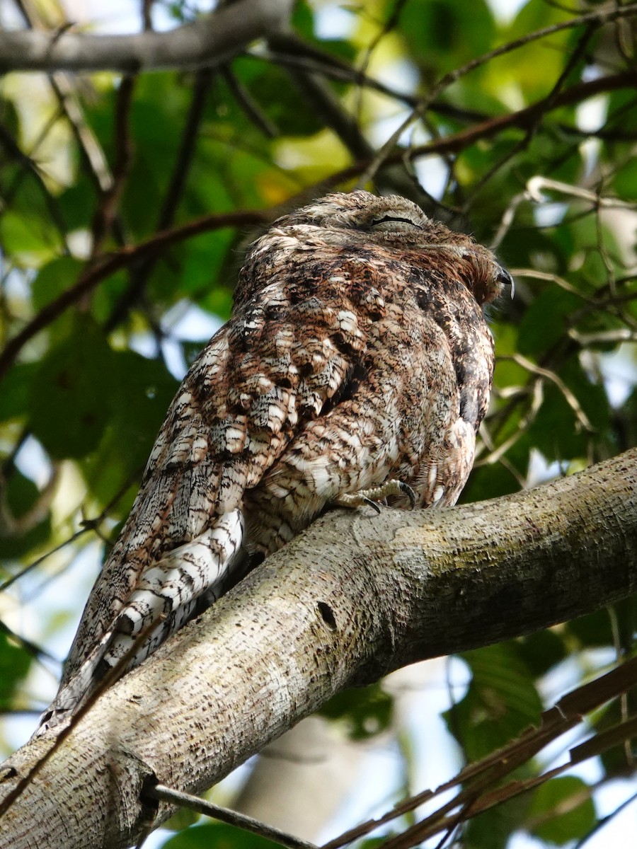 Great Potoo - ML616149872