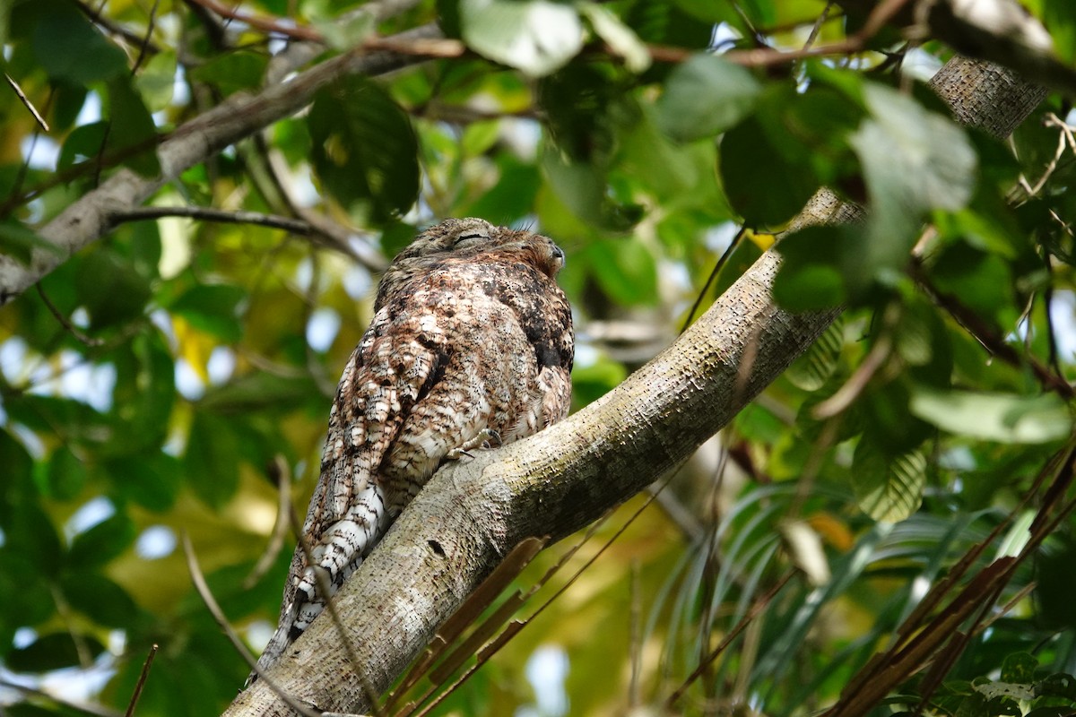 Great Potoo - ML616149873