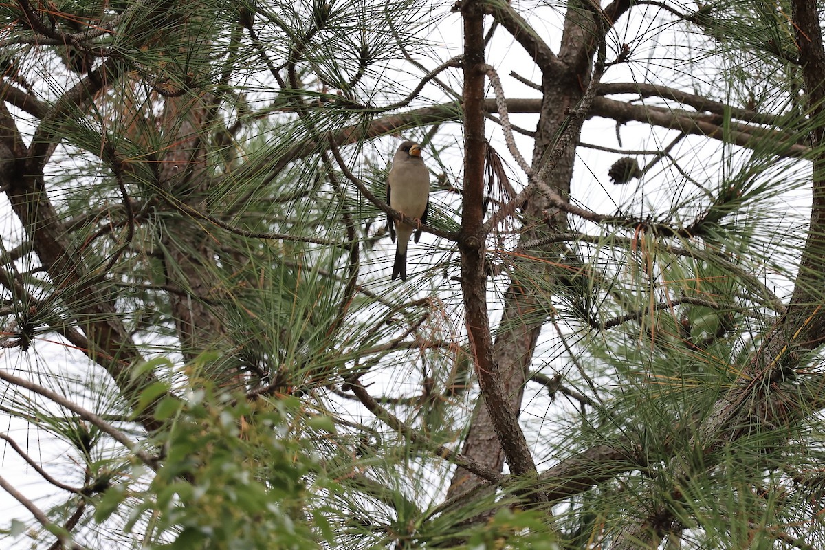 Yellow-billed Grosbeak - ML616149875