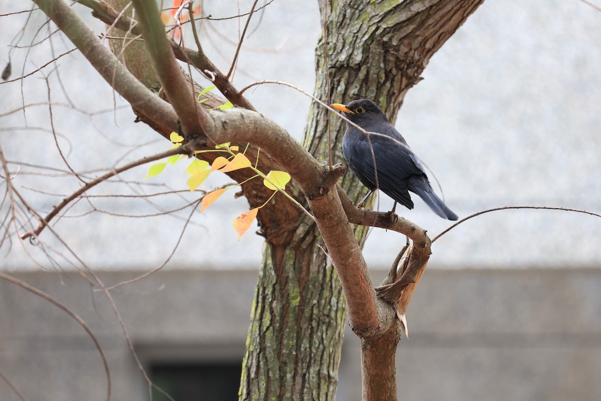 Chinese Blackbird - ML616149881