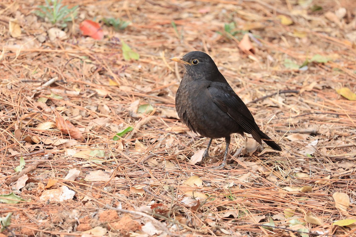 Chinese Blackbird - ML616149883