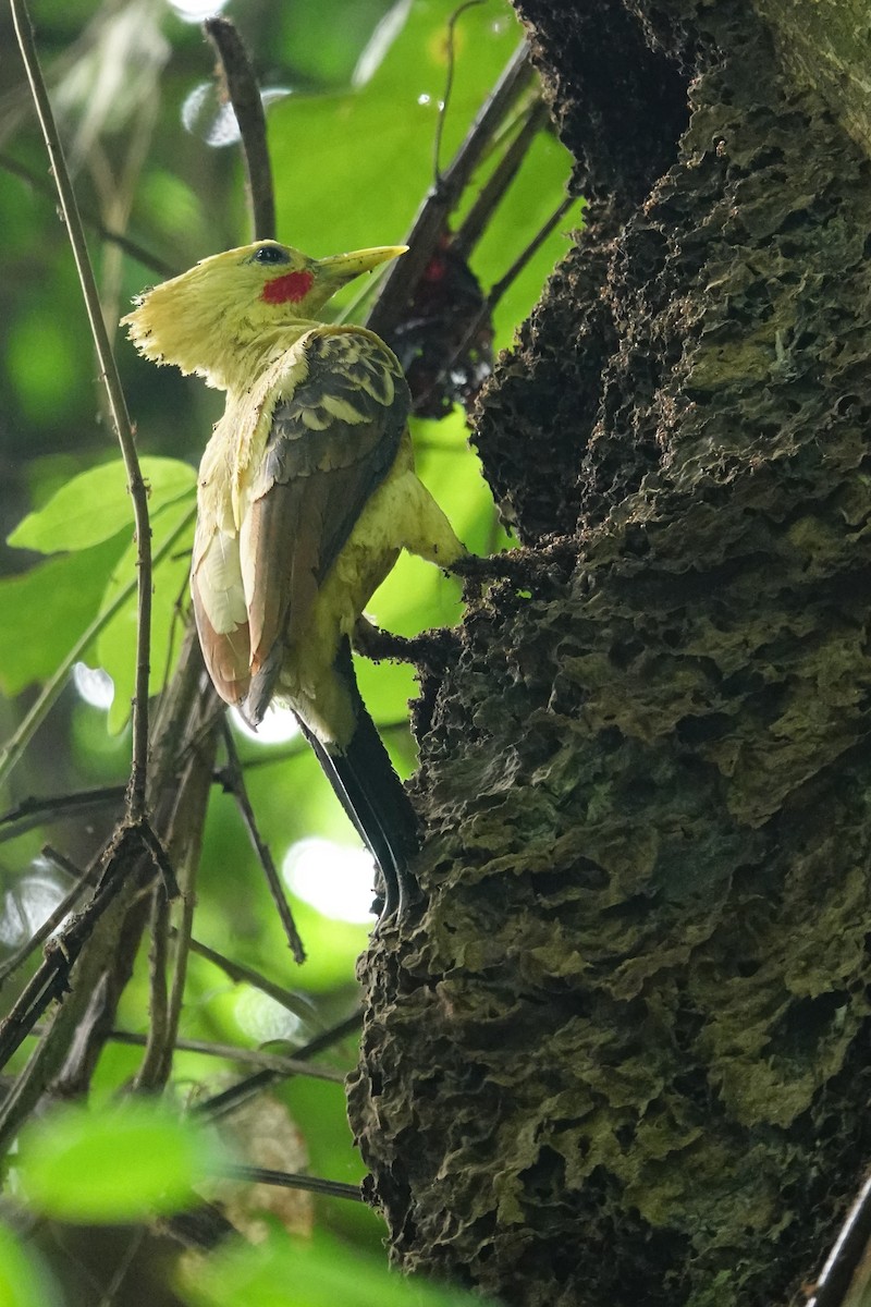 Cream-colored Woodpecker - ML616149891