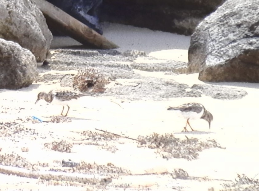 Ruddy Turnstone - ML616149893