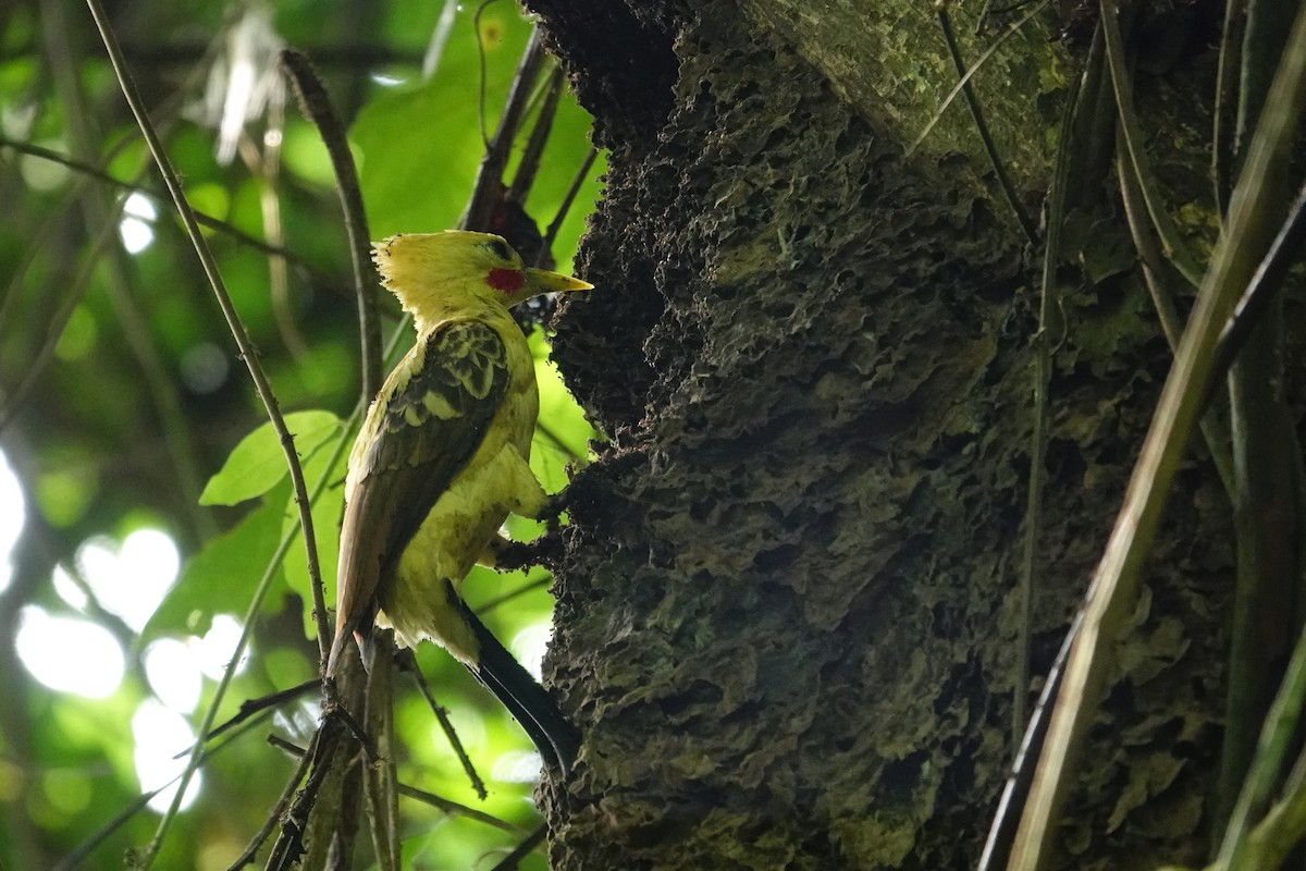 Cream-colored Woodpecker - ML616149894