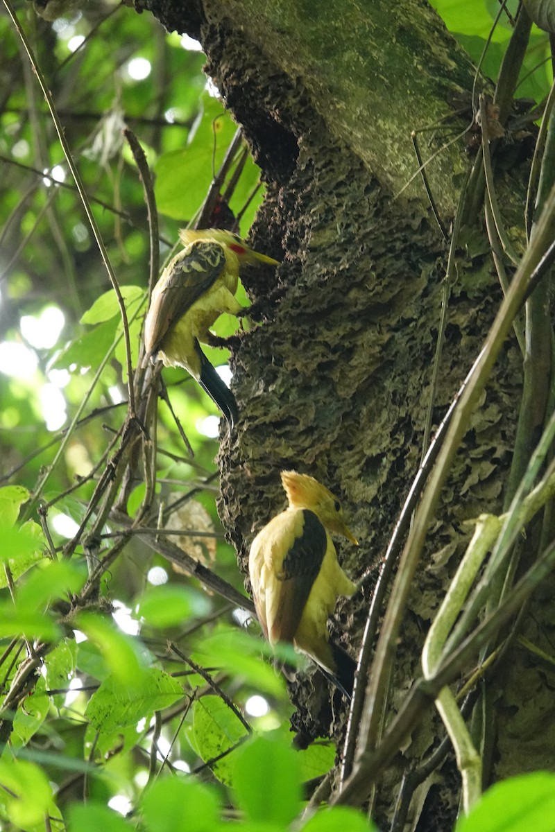 Cream-colored Woodpecker - Vincent Rufray