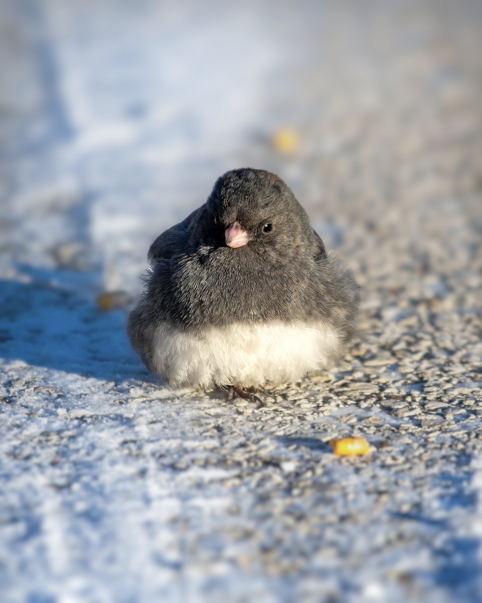 Dark-eyed Junco - ML616149900