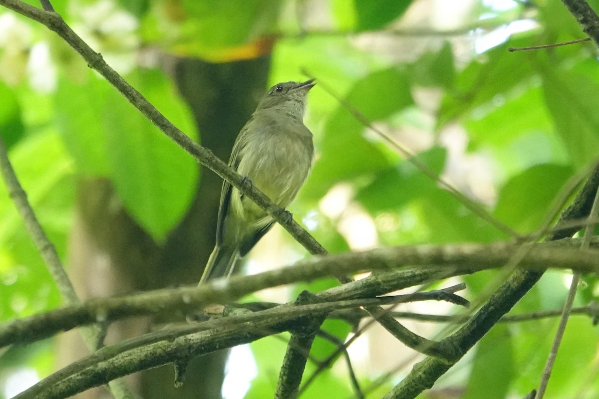 Yellow-crowned Elaenia - Vincent Rufray