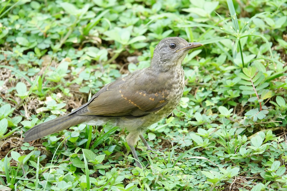 Pale-breasted Thrush - ML616149926