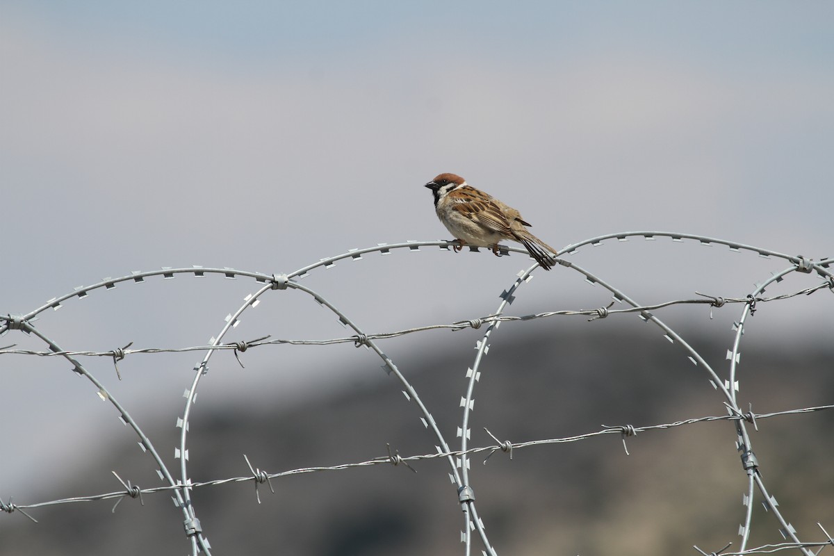 Eurasian Tree Sparrow - ML616149967