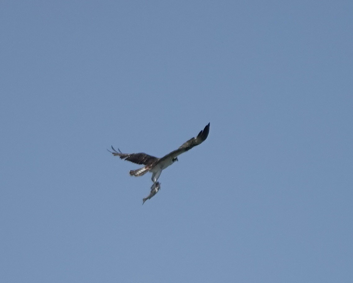 Águila Pescadora - ML616150058