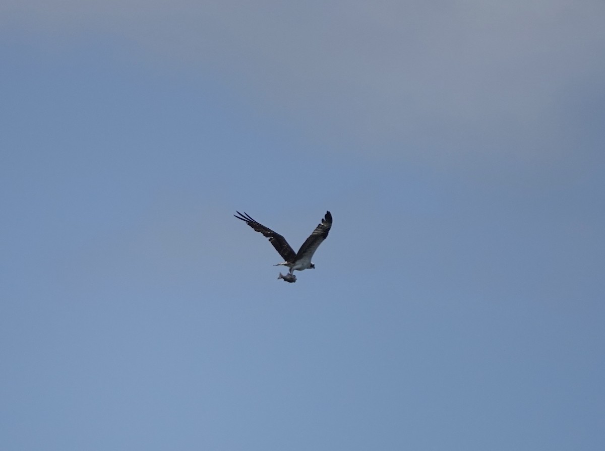 Osprey - Claire Bélanger