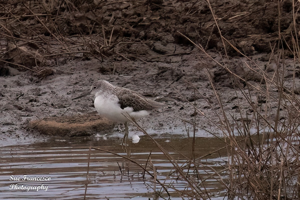 Common Greenshank - ML616150109