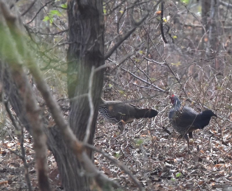 Gray Junglefowl - Supriya Kulkarni