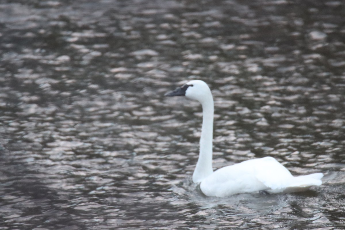 Trumpeter Swan - William Knudson