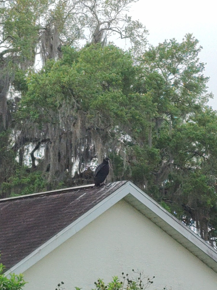 Black Vulture - Hannamae Cottrell