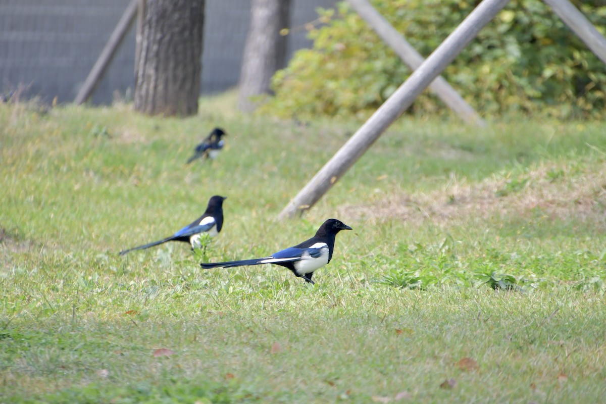 Oriental Magpie - ML616150184