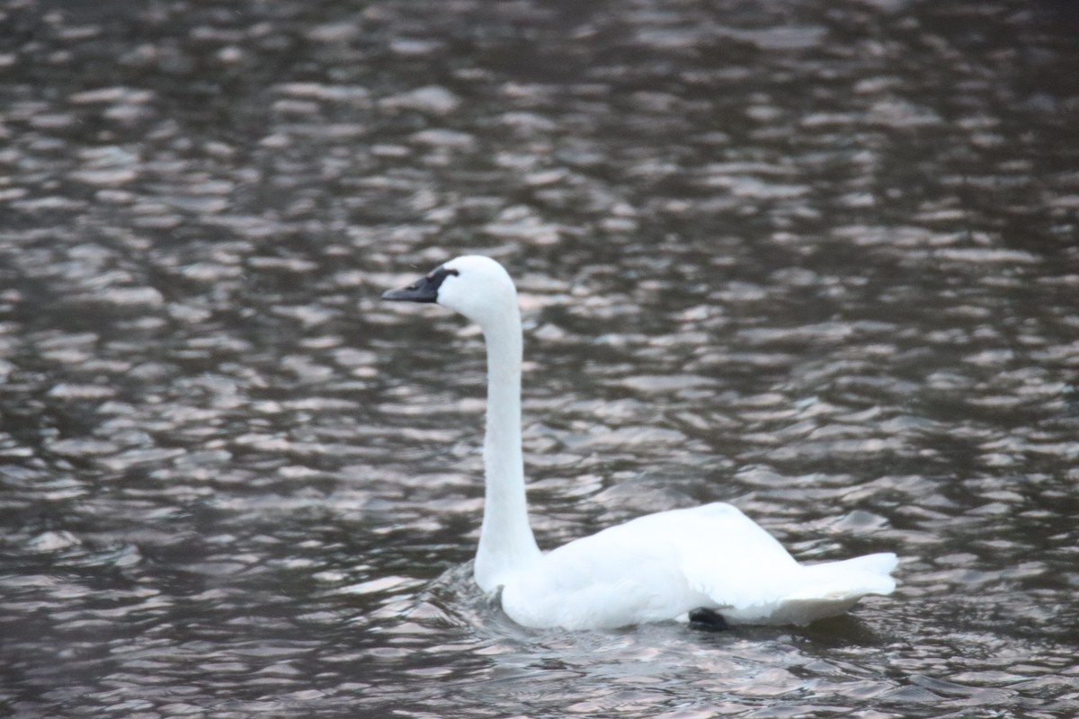 Trumpeter Swan - ML616150187