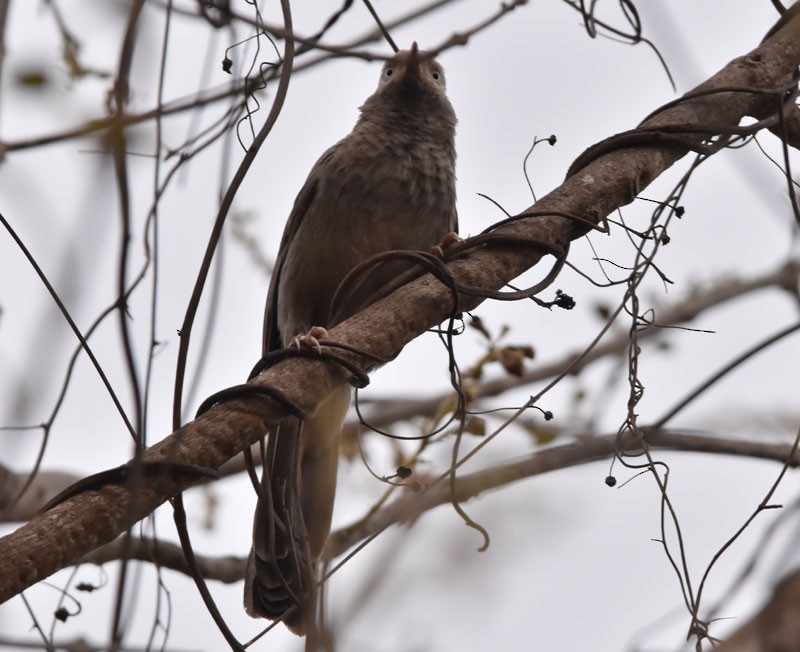 Yellow-billed Babbler - ML616150193