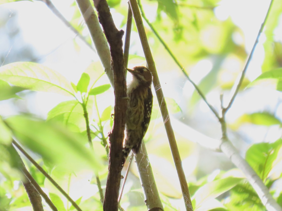 Japanese Pygmy Woodpecker - ML616150213