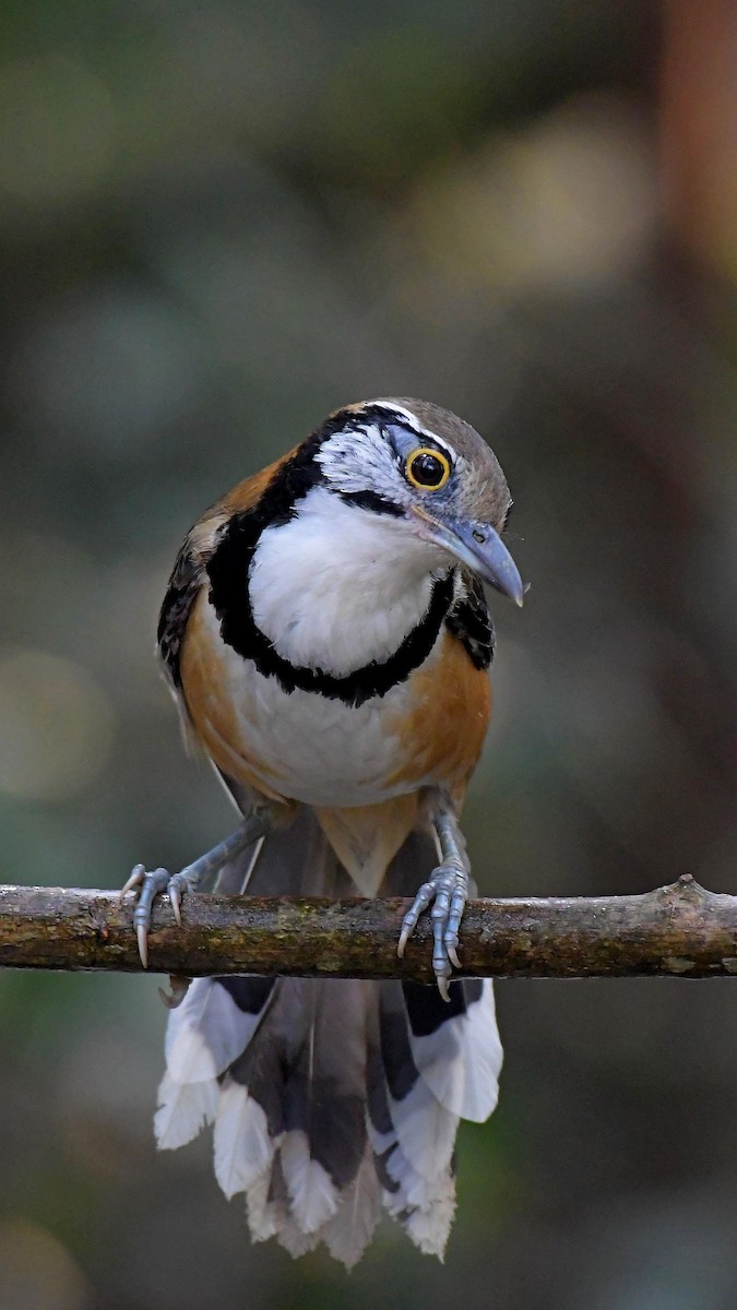Greater Necklaced Laughingthrush - ML616150222