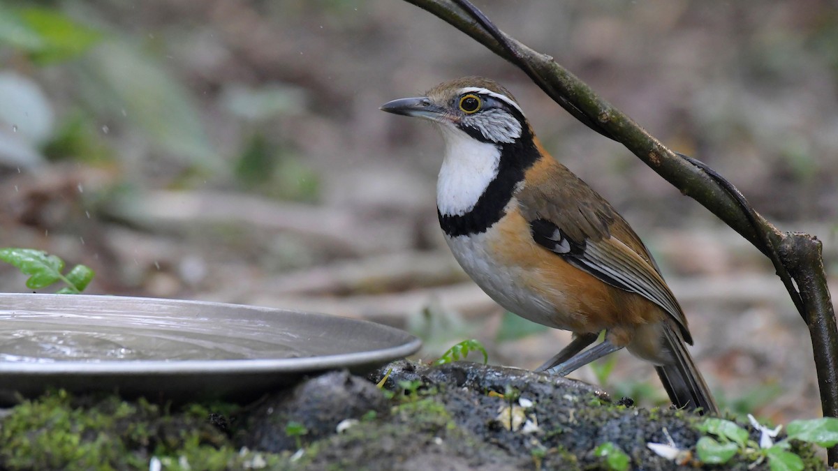 Greater Necklaced Laughingthrush - ML616150223