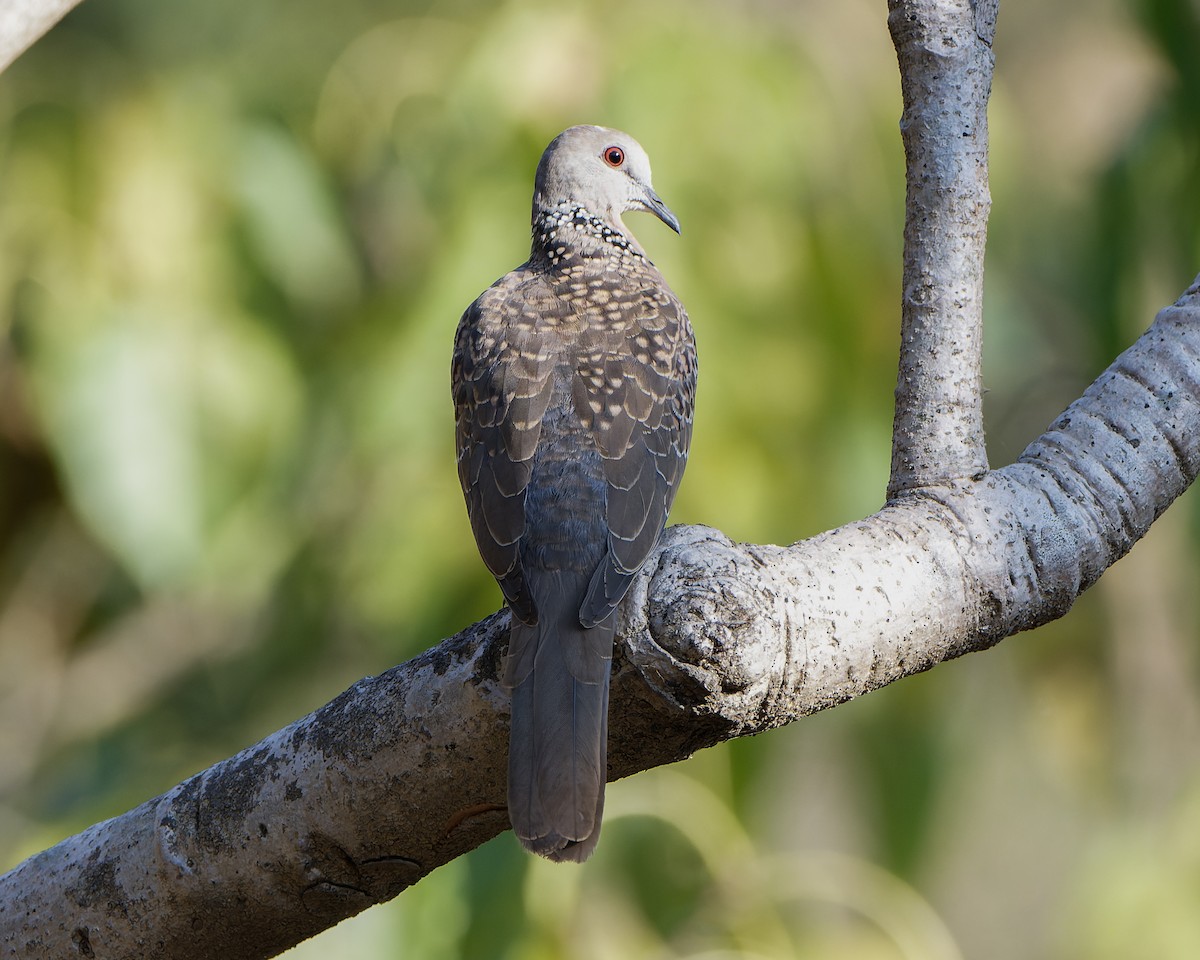 Spotted Dove - ML616150230