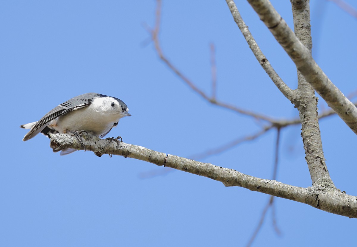 White-breasted Nuthatch - ML616150242