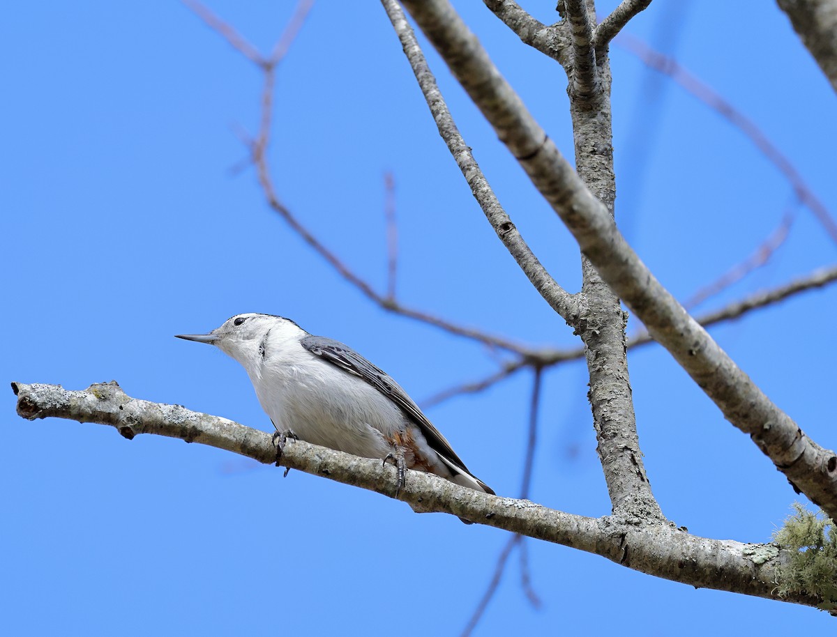 White-breasted Nuthatch - ML616150243